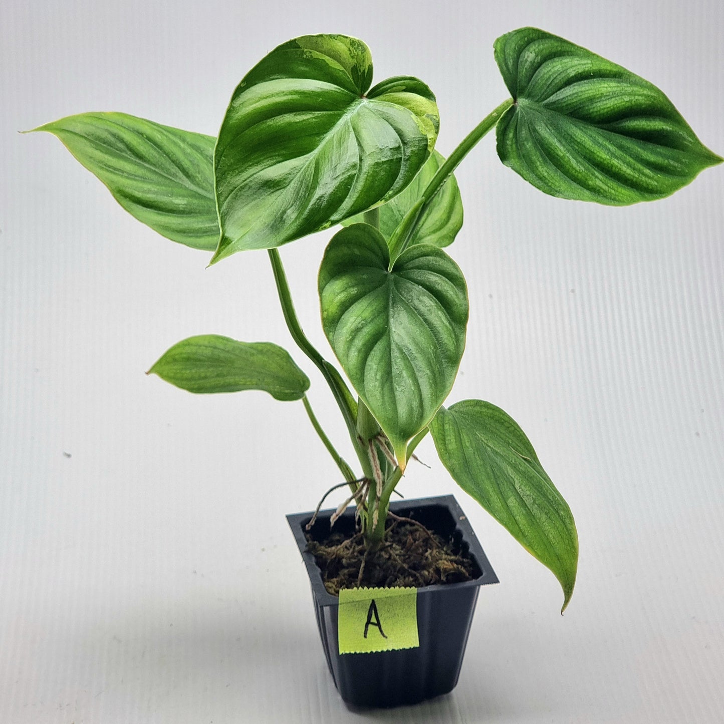 Philodendron plowmanii Variegated