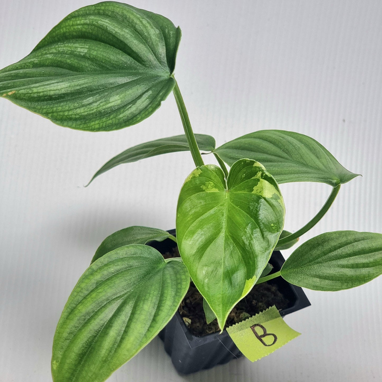 Philodendron plowmanii Variegated