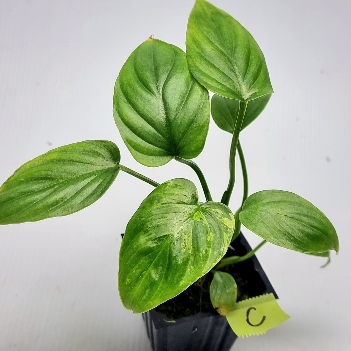 Philodendron plowmanii Variegated