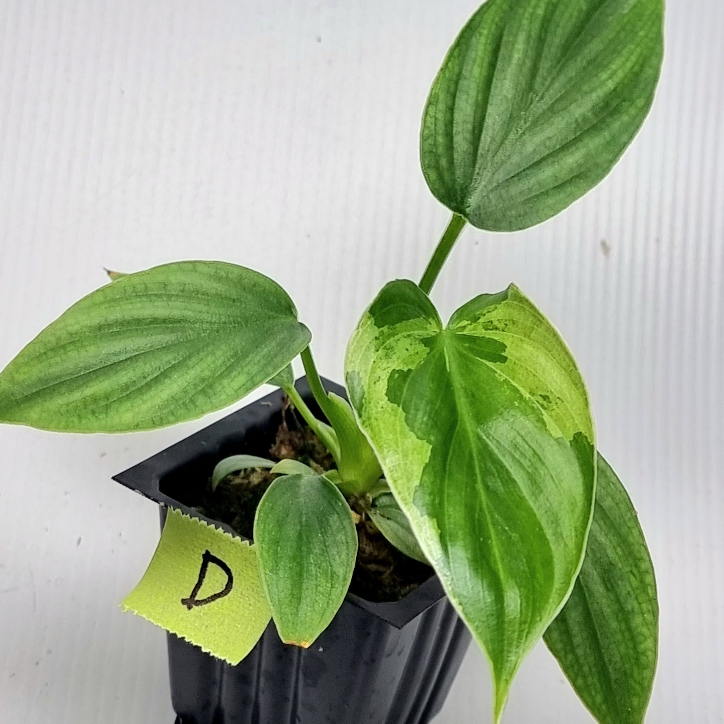 Philodendron plowmanii Variegated