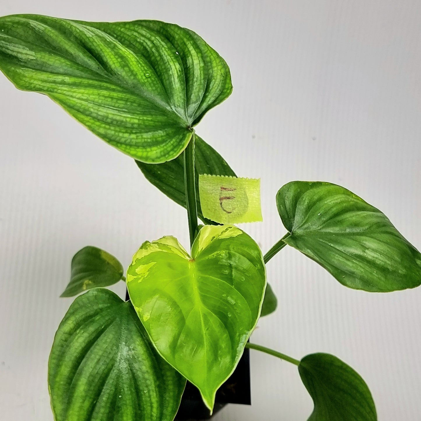 Philodendron plowmanii Variegated