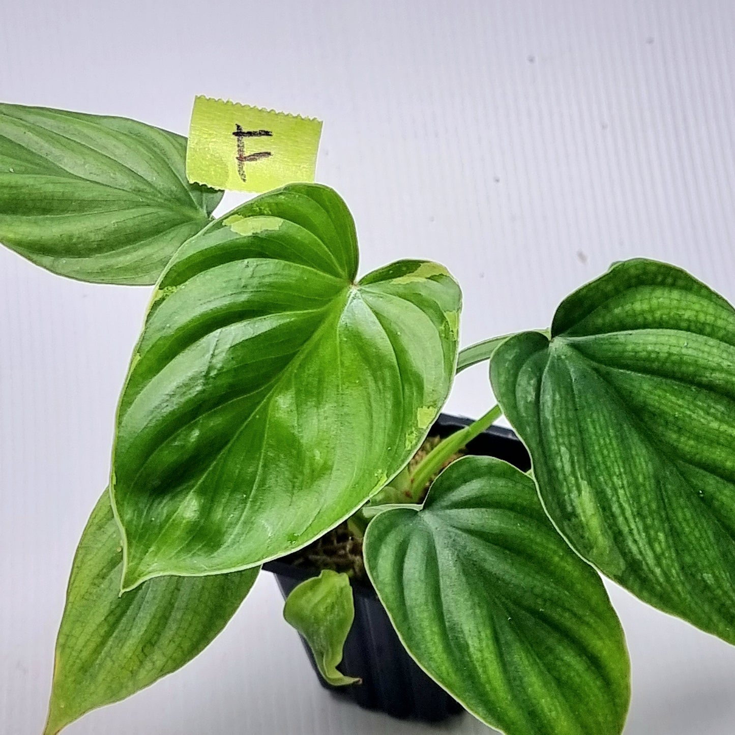 Philodendron plowmanii Variegated