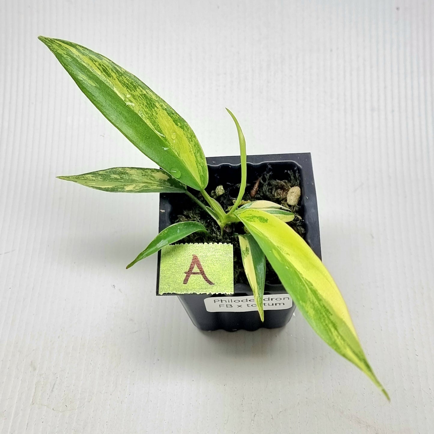 Philodendron Florida Beauty x P. tortum Variegated