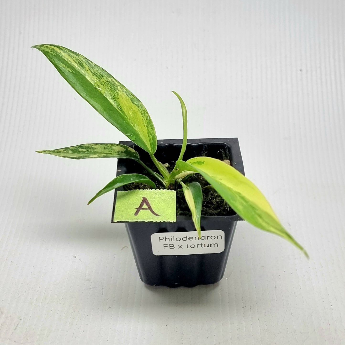 Philodendron Florida Beauty x P. tortum Variegated