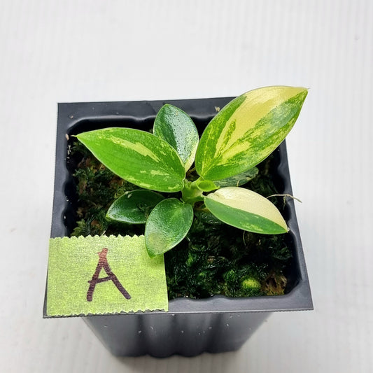 Philodendron Imperial Green Variegated