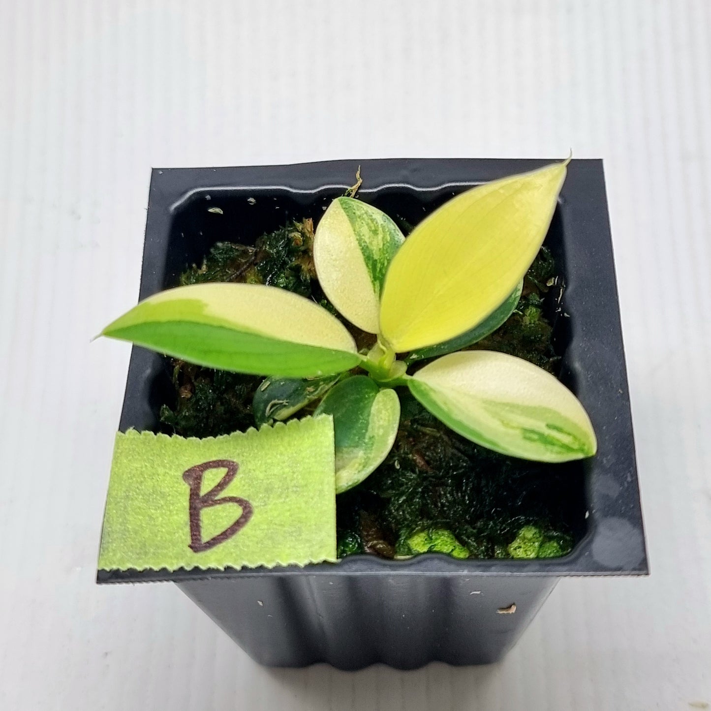Philodendron Imperial Green Variegated