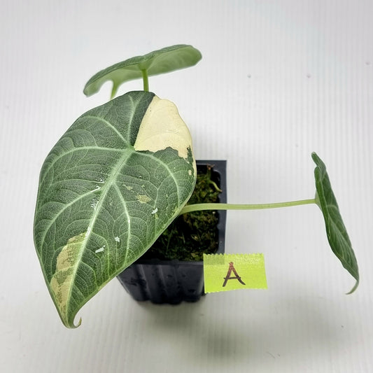Alocasia Maharani Albo Variegated