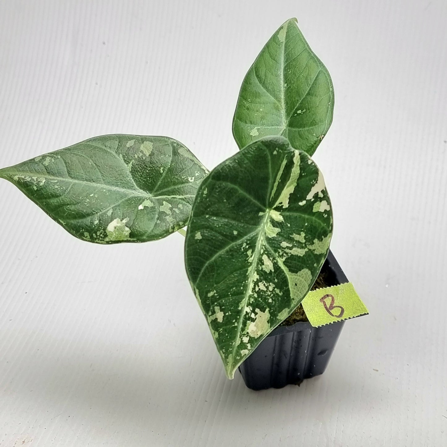 Alocasia Maharani Albo Variegated