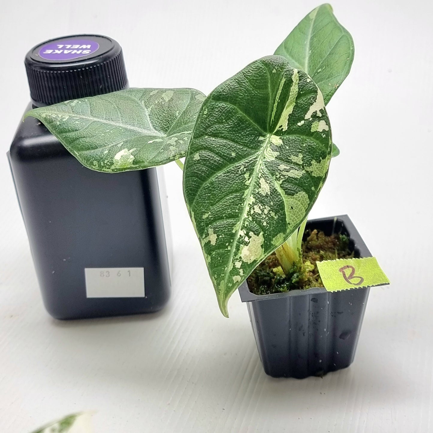 Alocasia Maharani Albo Variegated