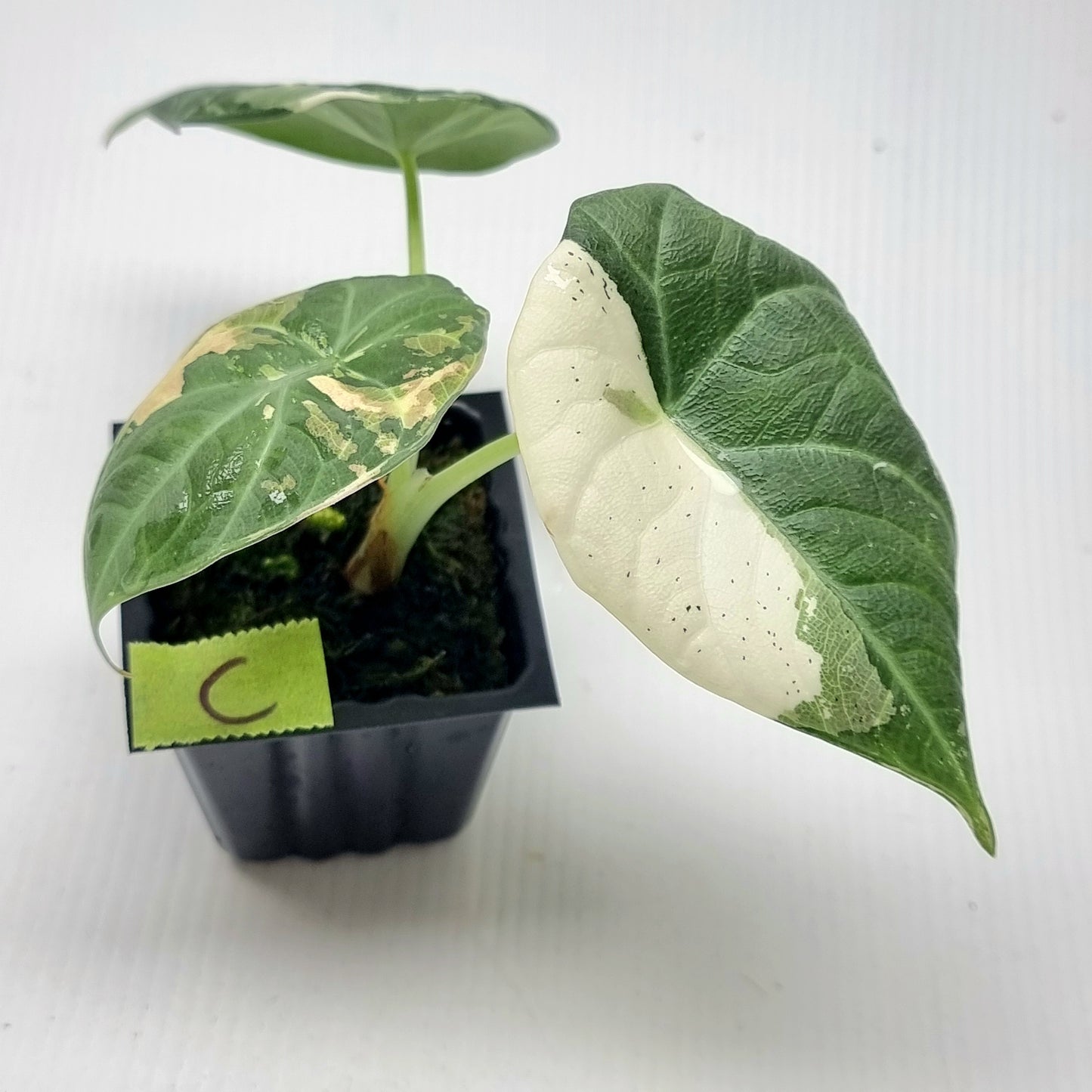 Alocasia Maharani Albo Variegated