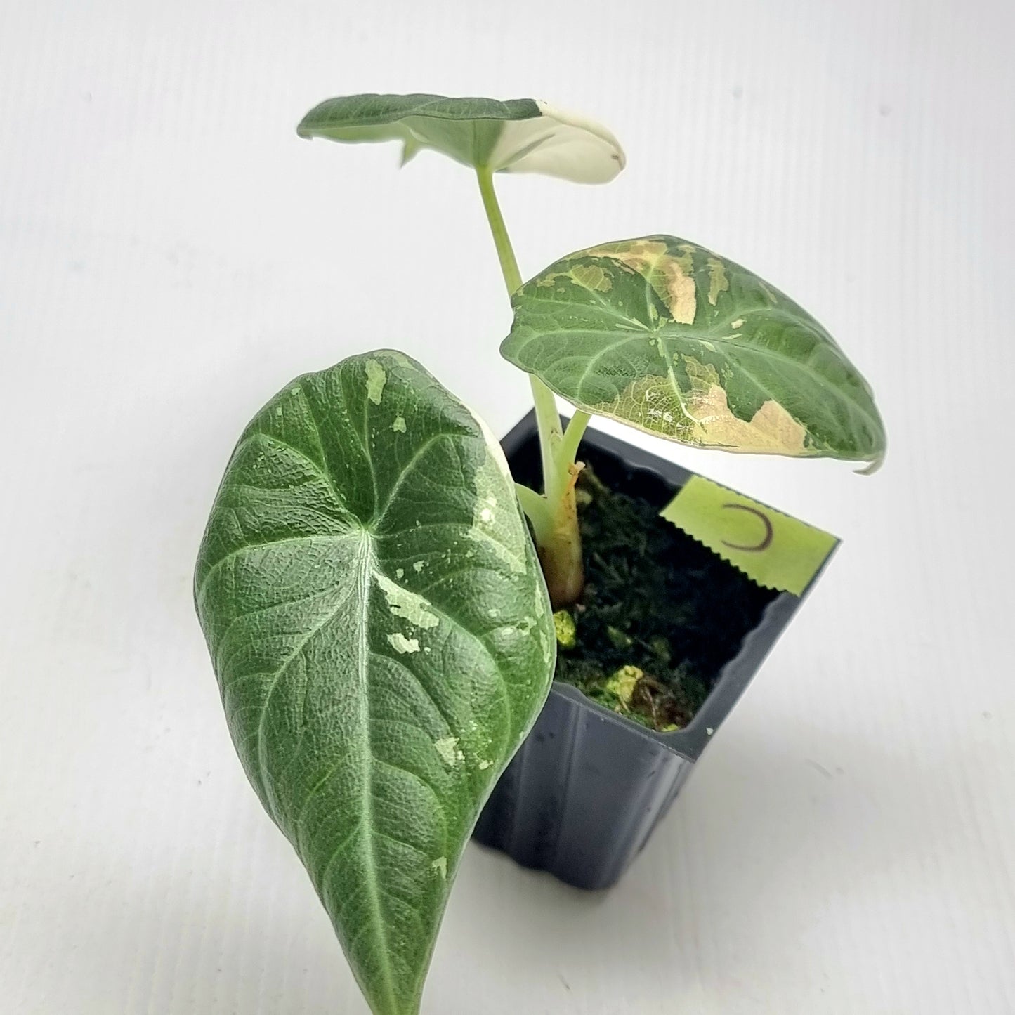 Alocasia Maharani Albo Variegated