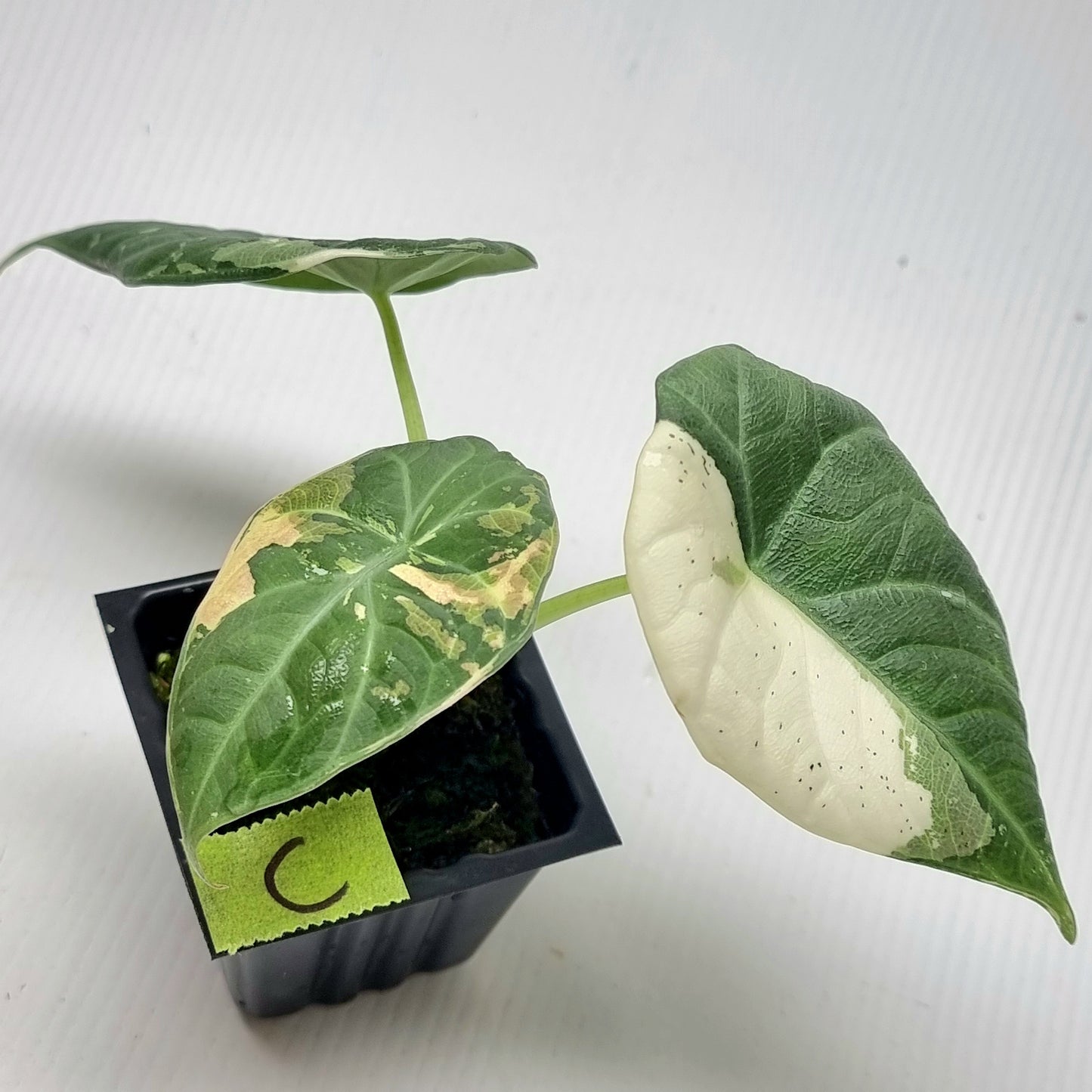 Alocasia Maharani Albo Variegated