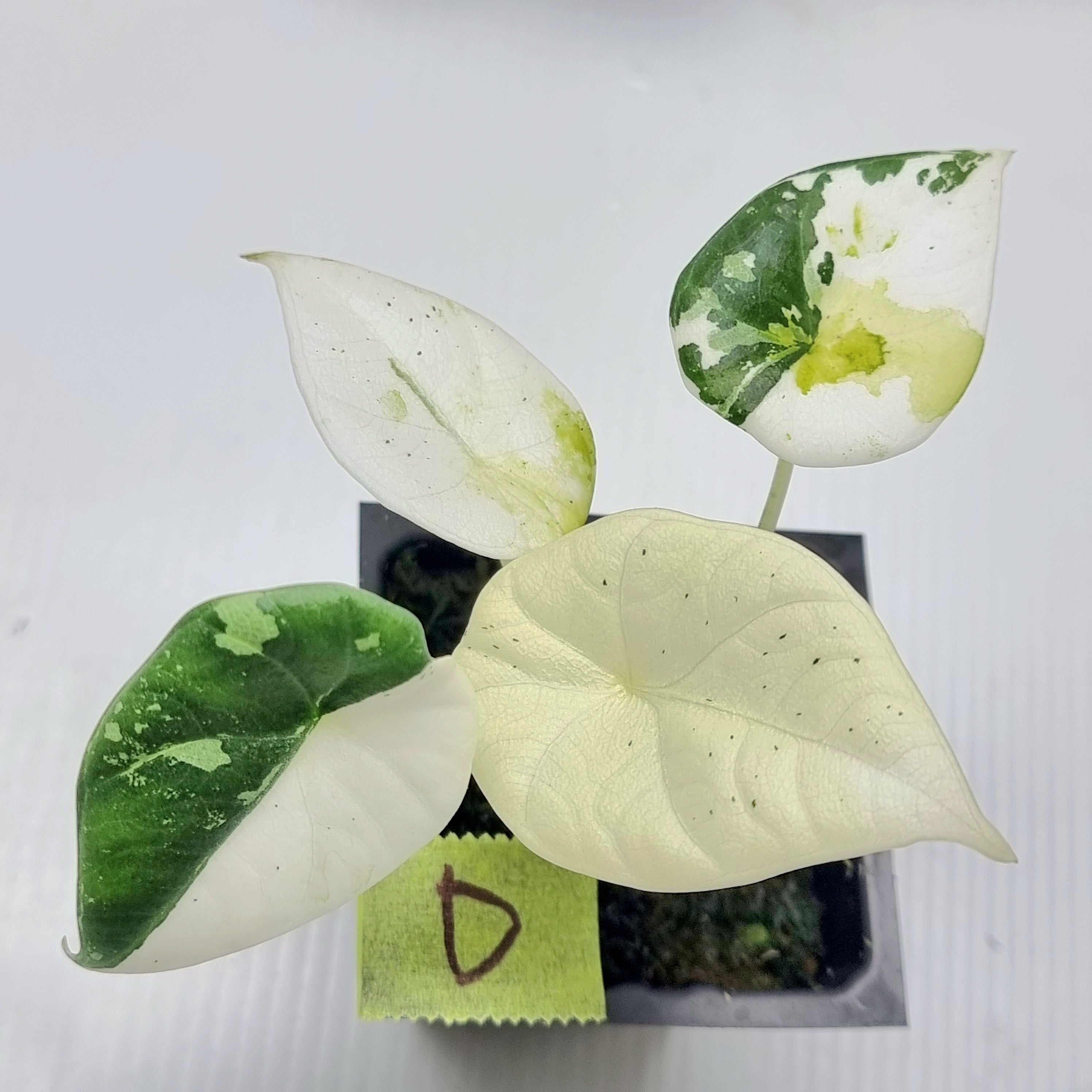 Alocasia Maharani Albo Variegated – Flora Magnifica Australia