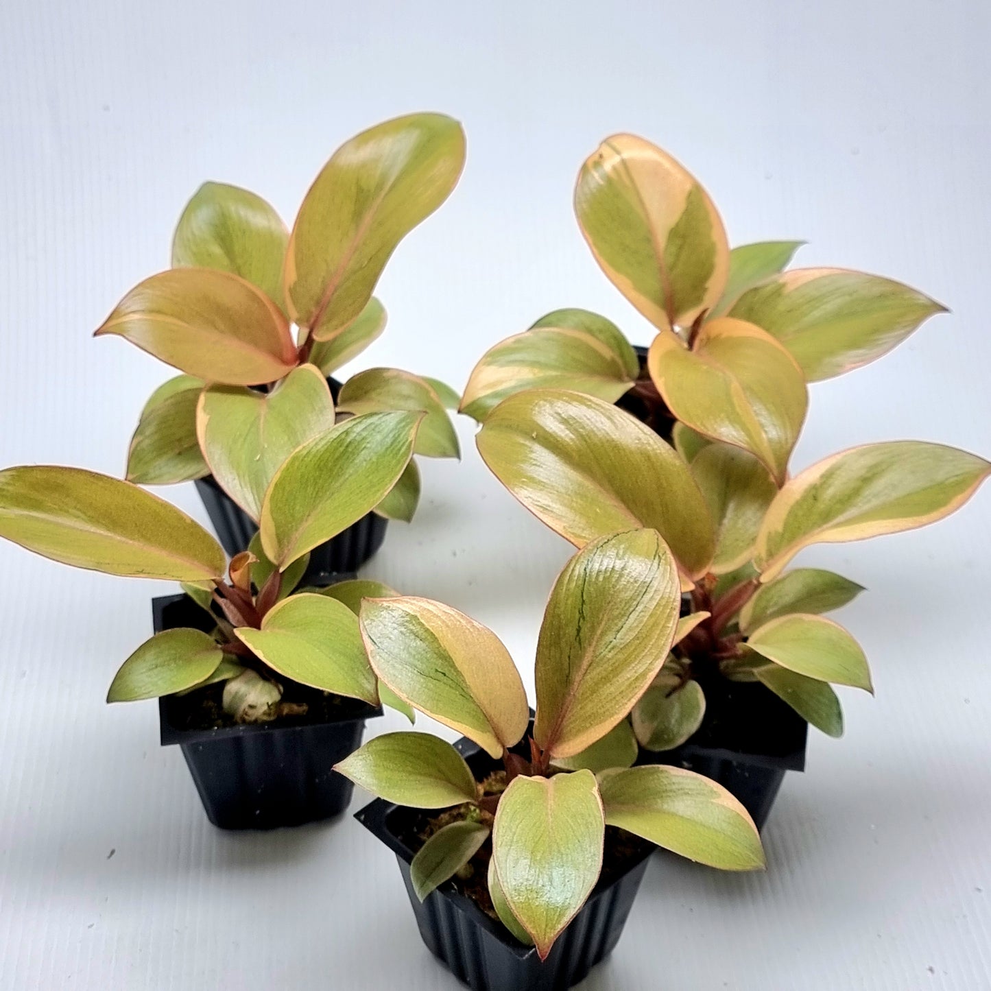 Philodendron Black cardinal var no.2