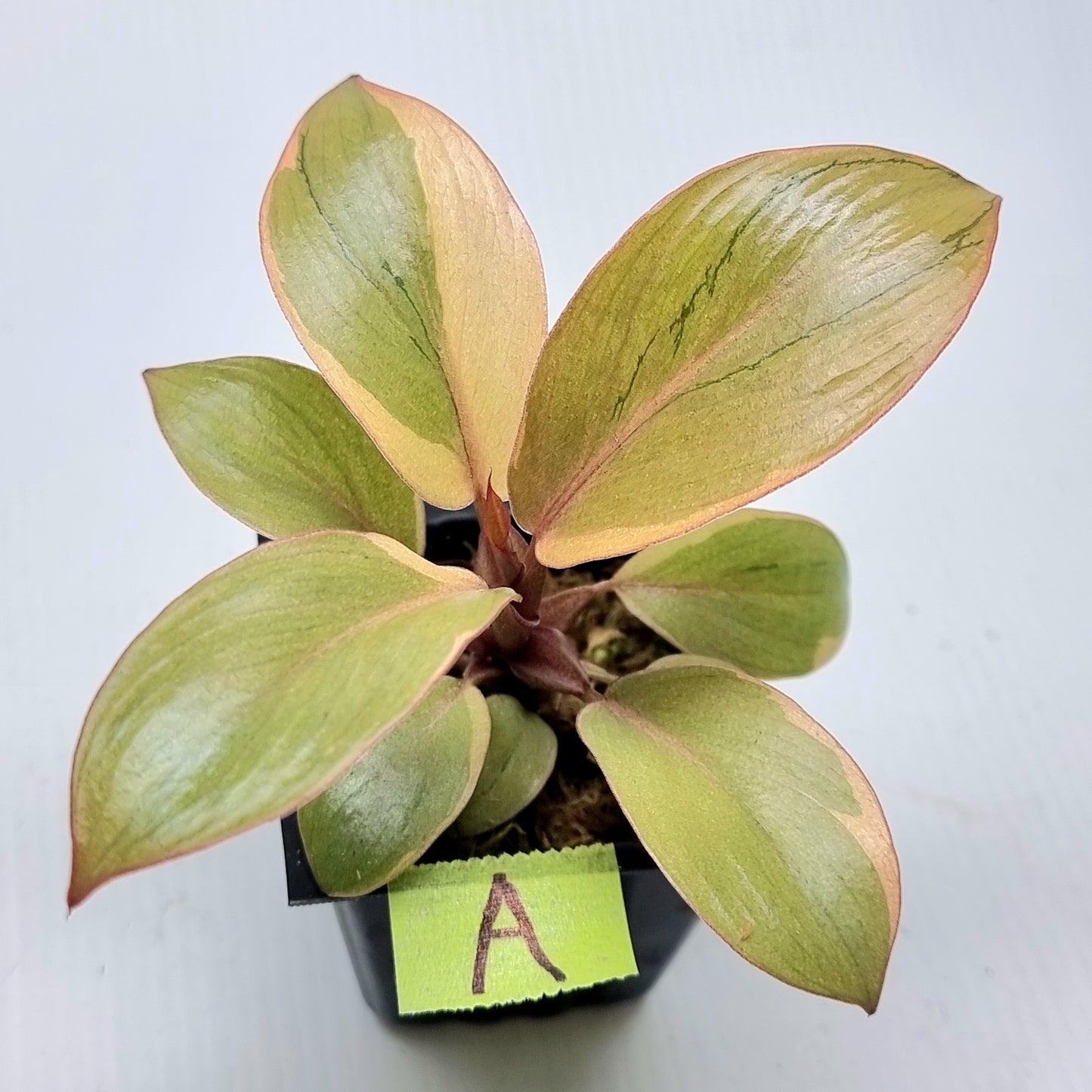 Philodendron Black cardinal var no.2