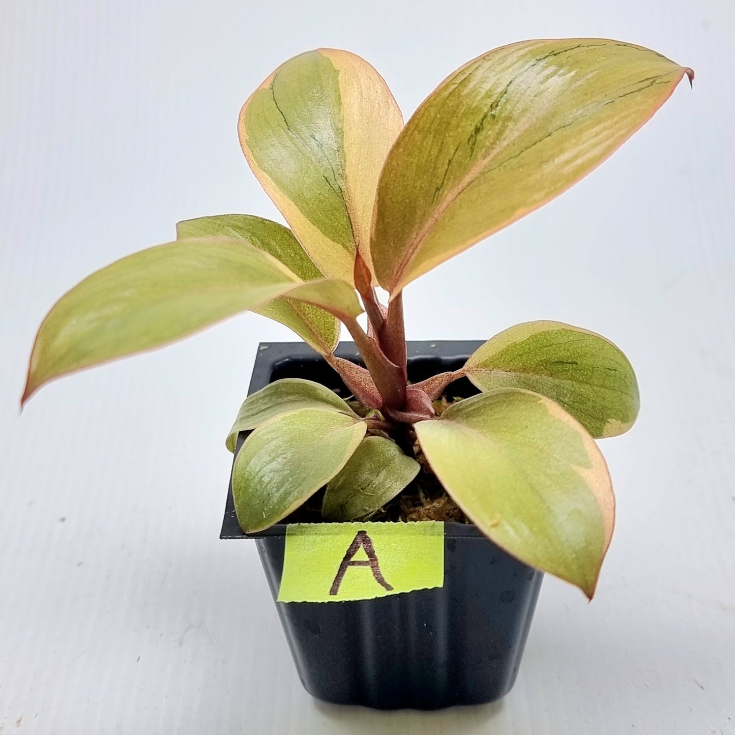 Philodendron Black cardinal var no.2