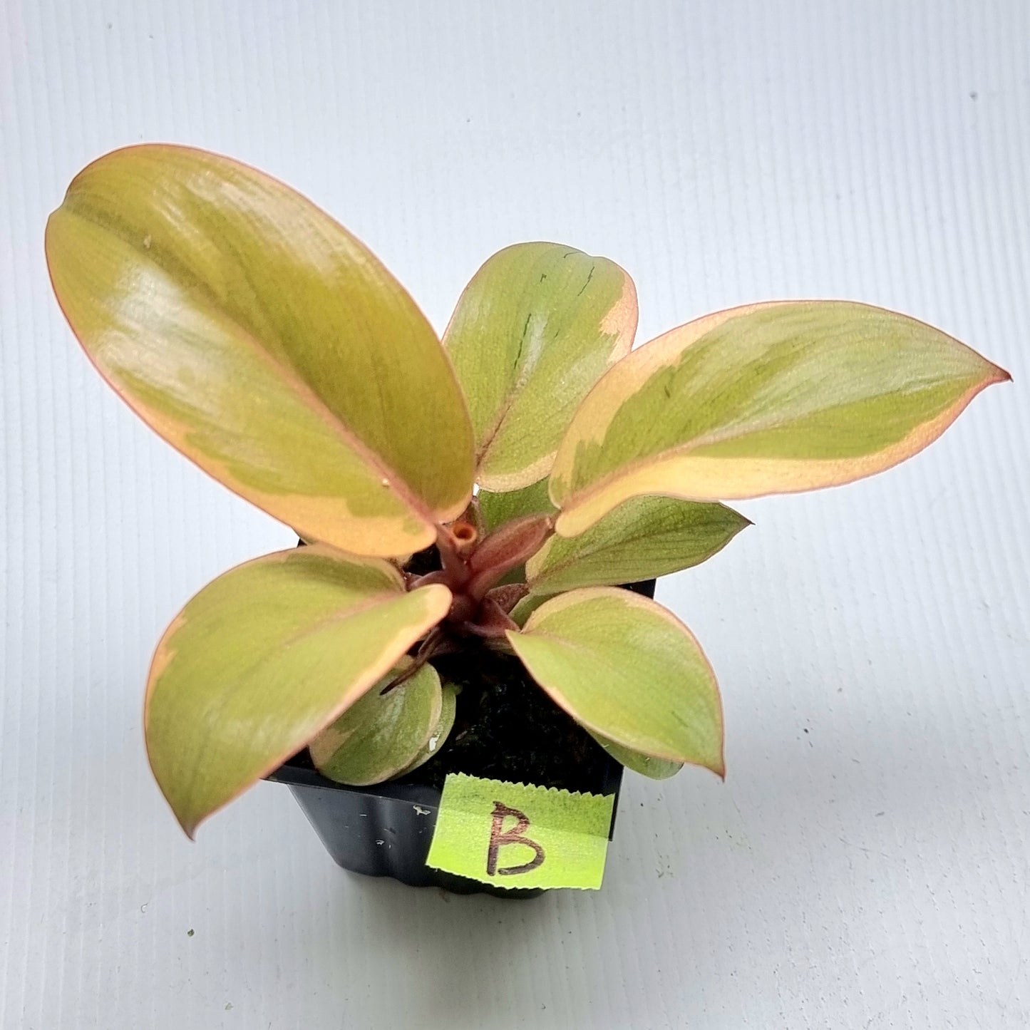 Philodendron Black cardinal var no.2