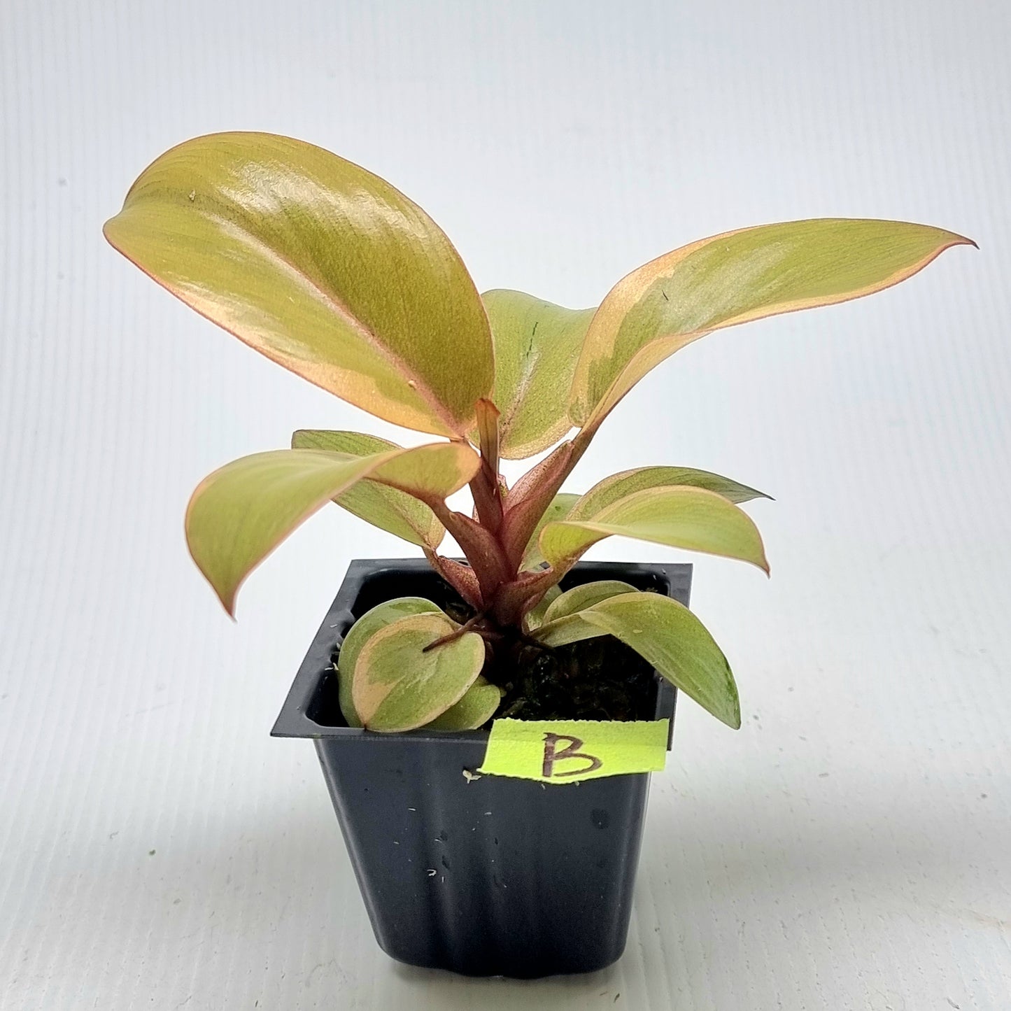 Philodendron Black cardinal var no.2