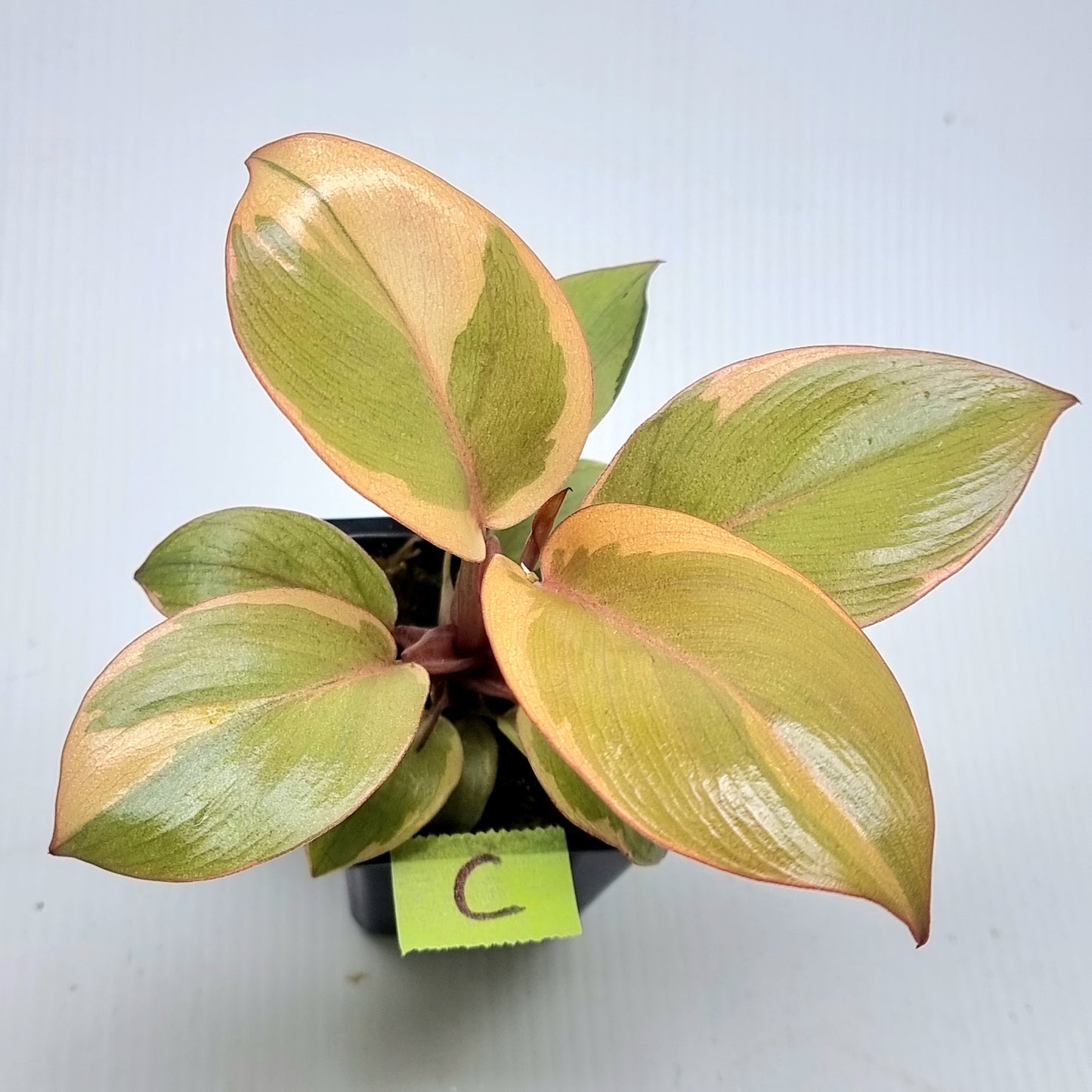 Philodendron Black cardinal var no.2