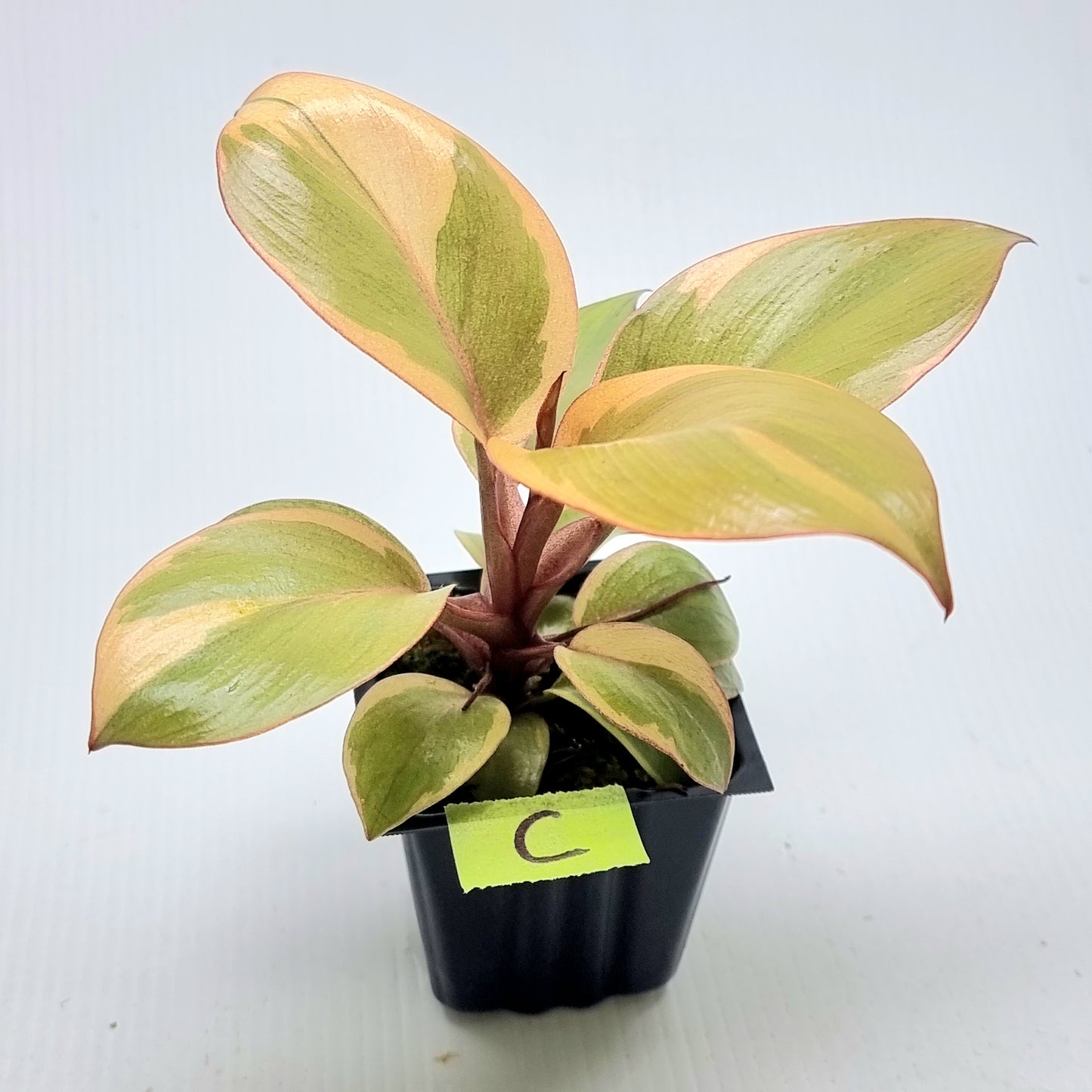 Philodendron Black cardinal var no.2