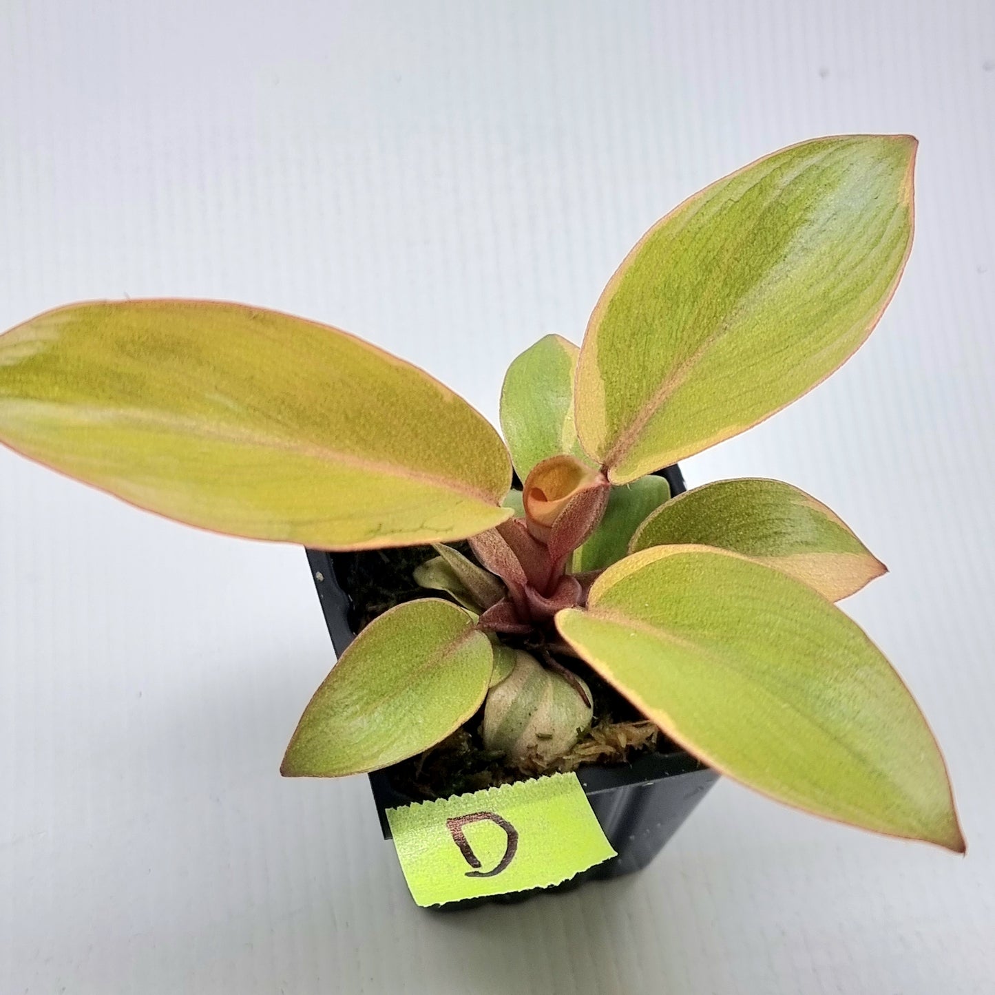 Philodendron Black cardinal var no.2