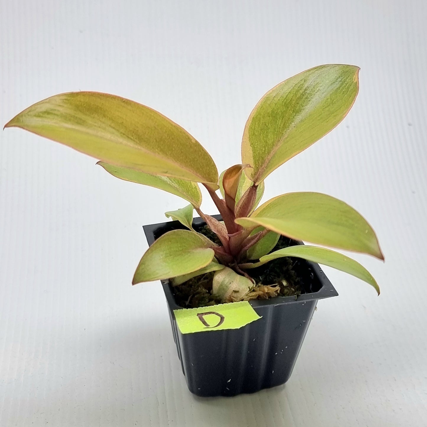 Philodendron Black cardinal var no.2