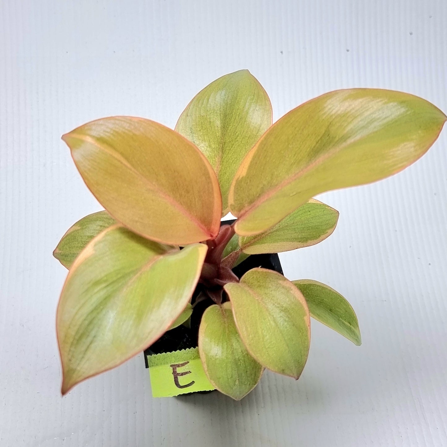 Philodendron Black cardinal var no.2