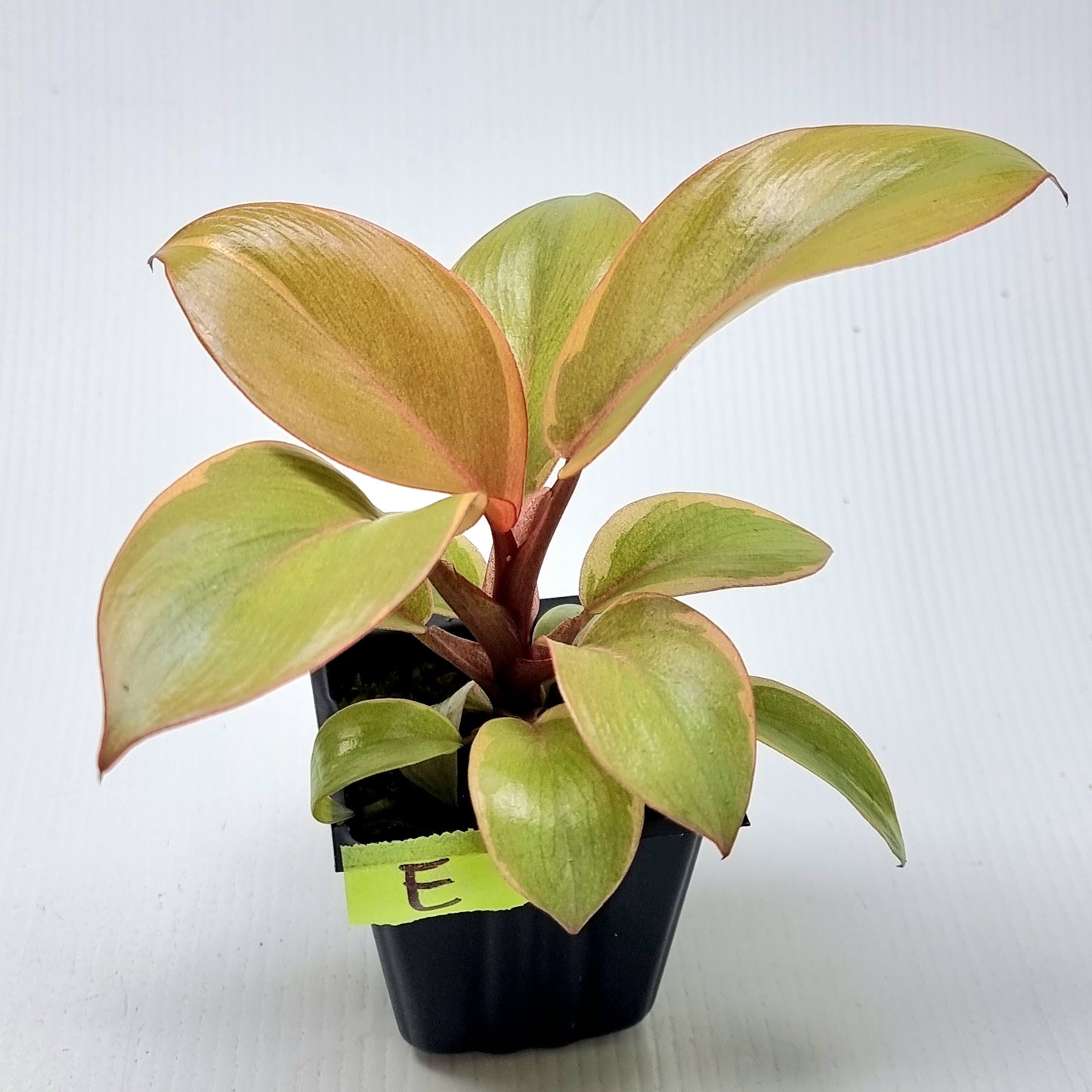 Philodendron Black cardinal var no.2