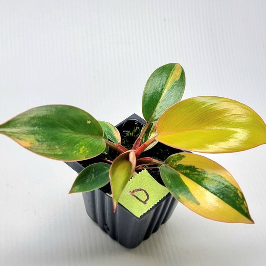 Philodendron Red Congo Variegated