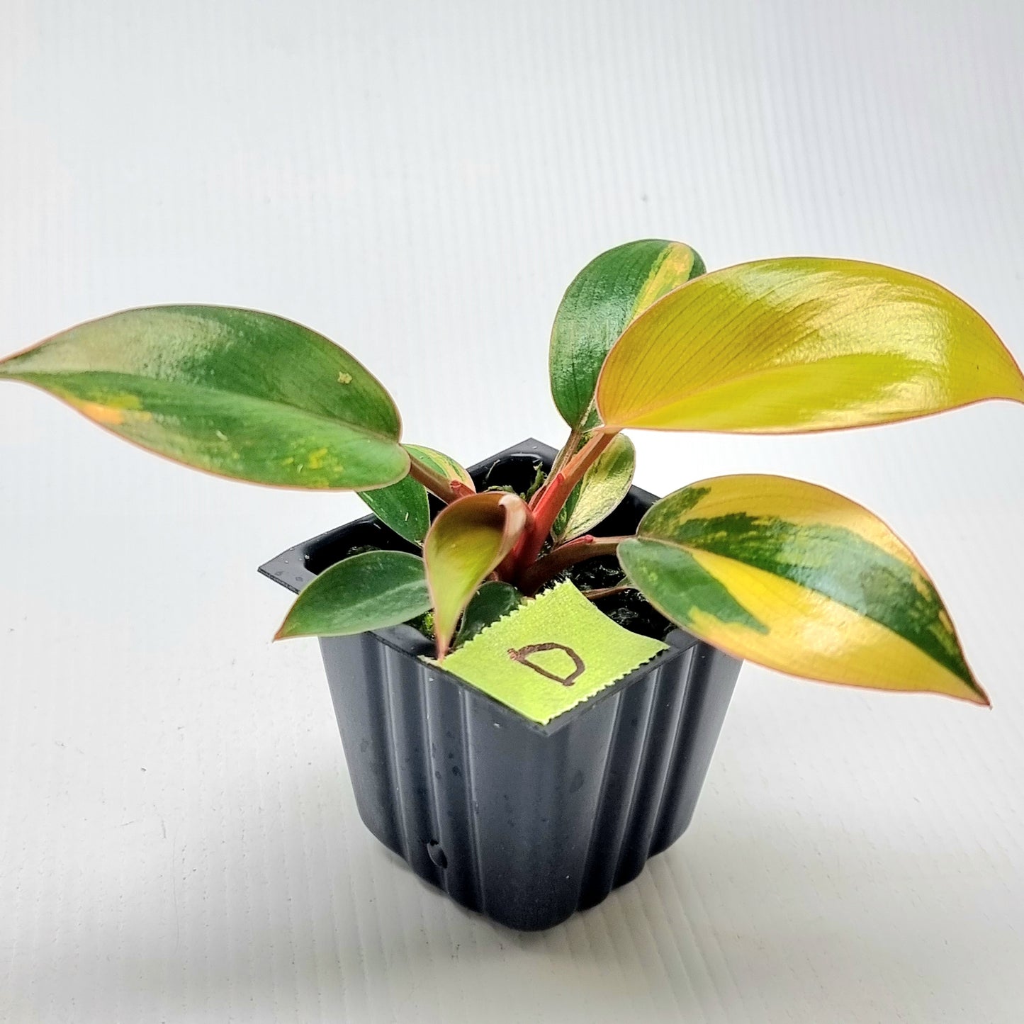Philodendron Red Congo Variegated