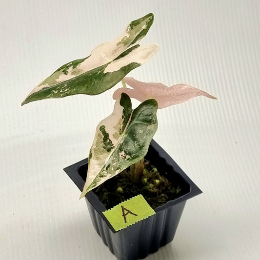 Alocasia sanderiana "Nobilis" Pink Variegated