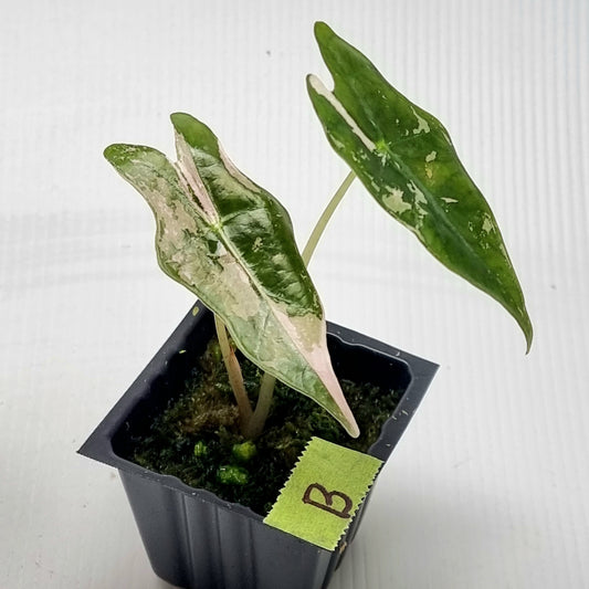 Alocasia sanderiana "Nobilis" Pink Variegated