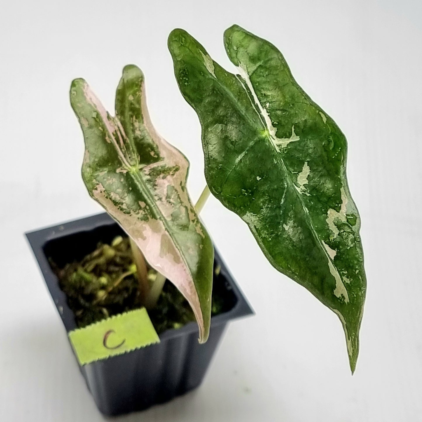 Alocasia sanderiana "Nobilis" Pink Variegated