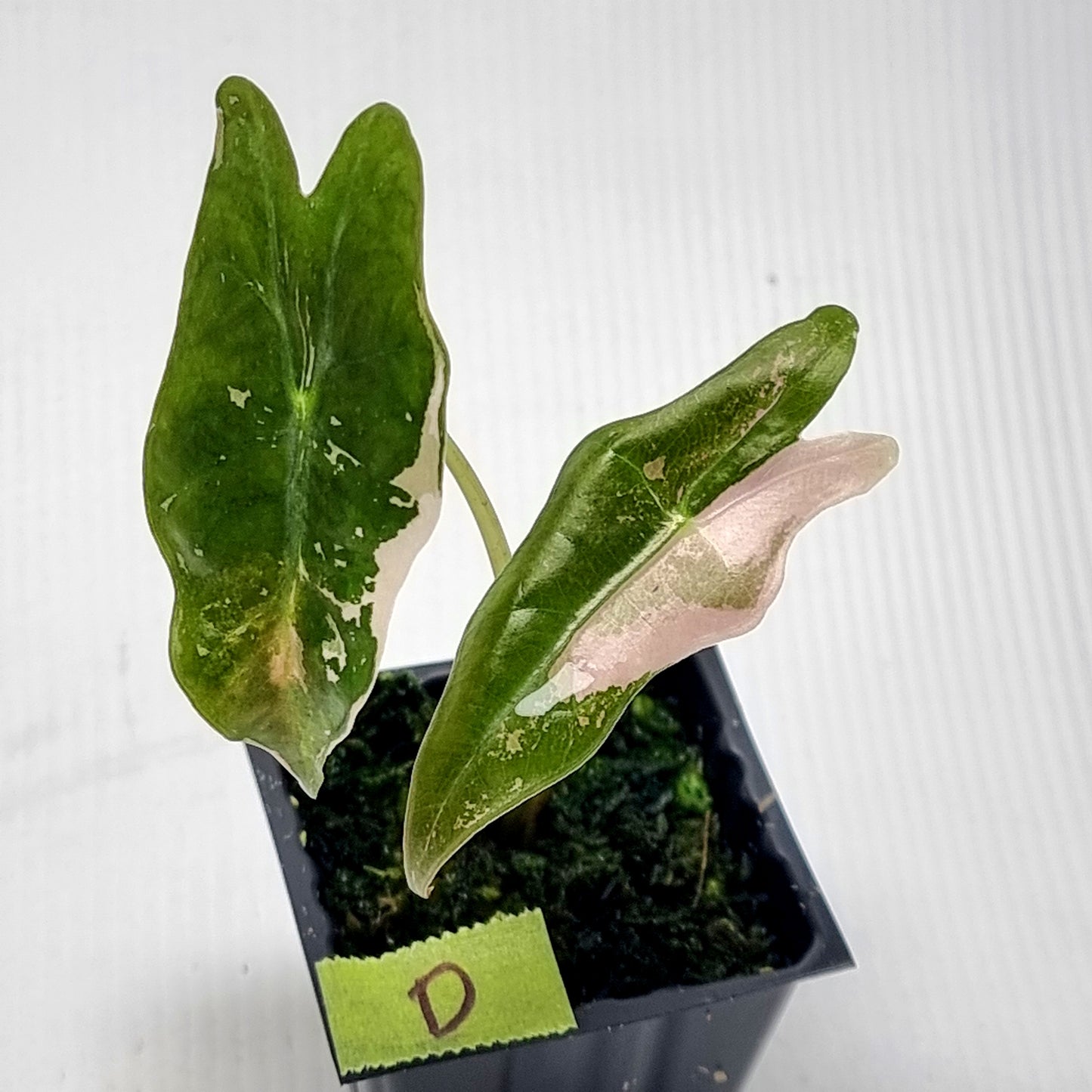 Alocasia sanderiana "Nobilis" Pink Variegated