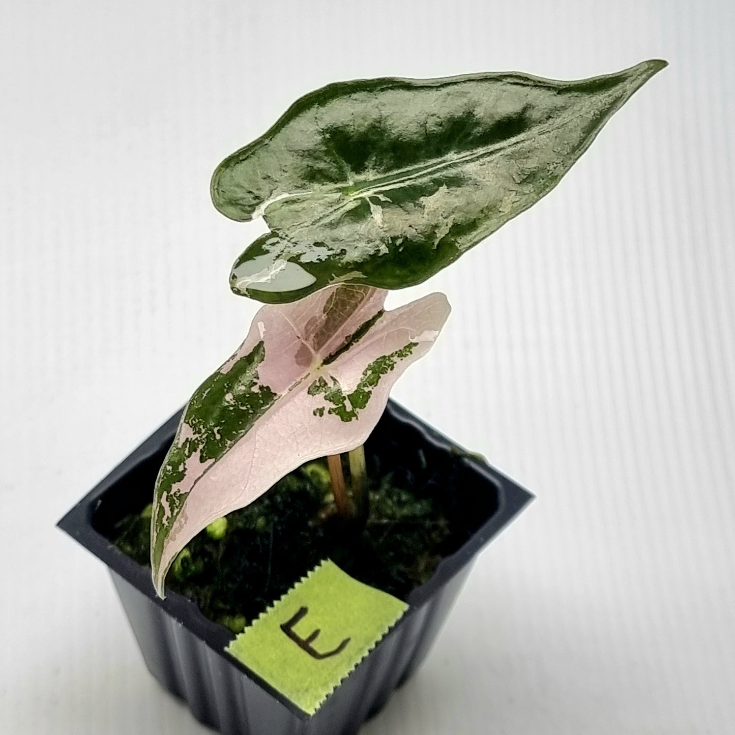 Alocasia sanderiana "Nobilis" Pink Variegated