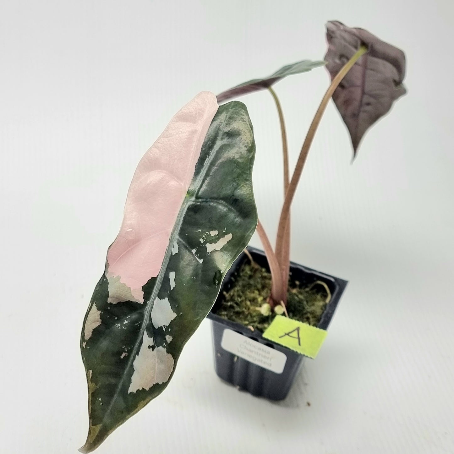 Alocasia Chantrieri Pink Variegated