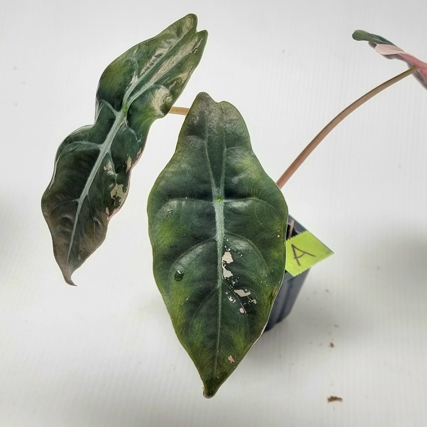 Alocasia Chantrieri Pink Variegated