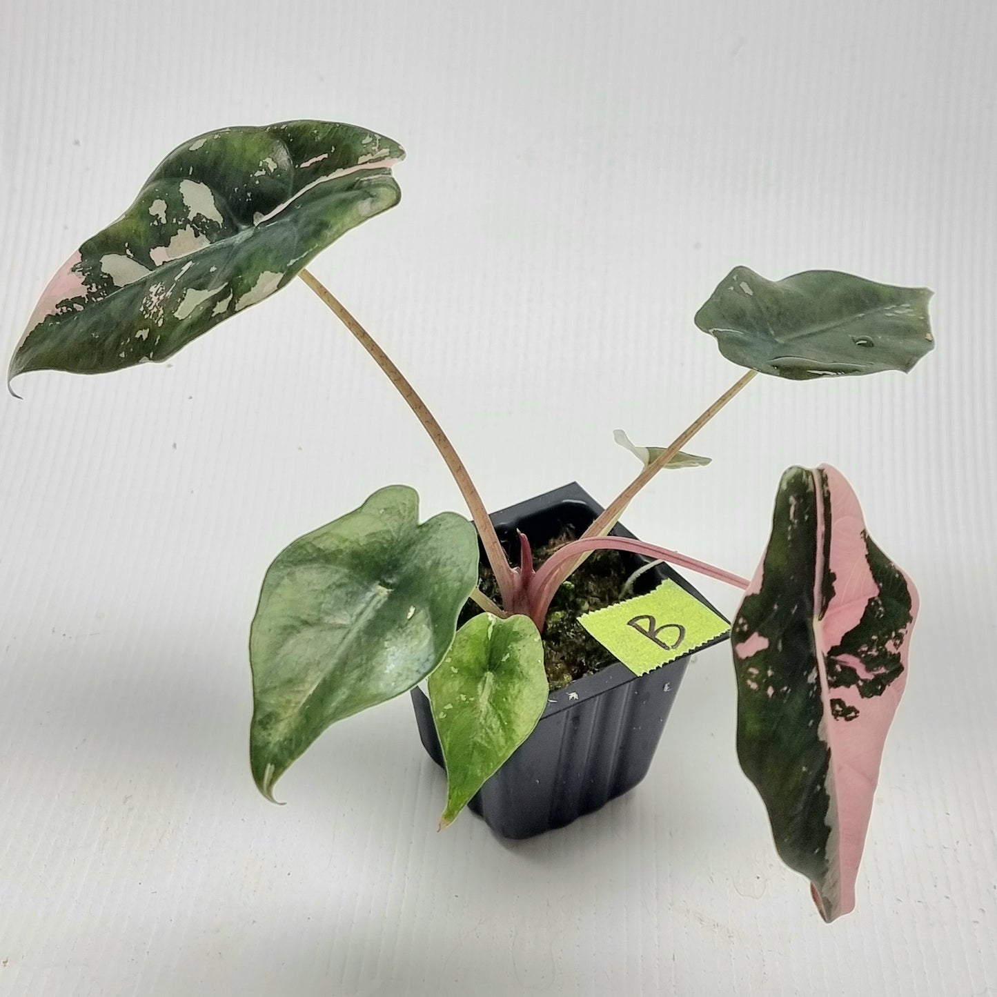 Alocasia Chantrieri Pink Variegated