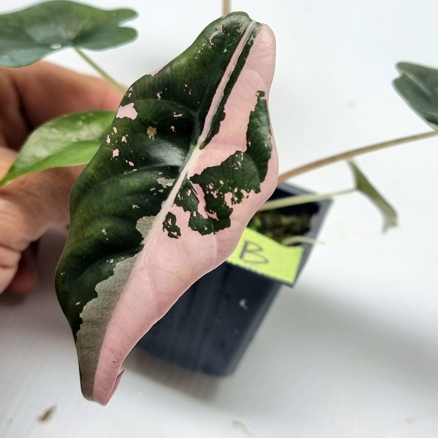 Alocasia Chantrieri Pink Variegated