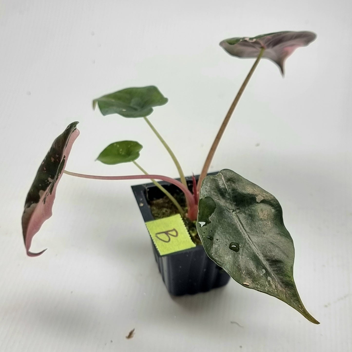 Alocasia Chantrieri Pink Variegated