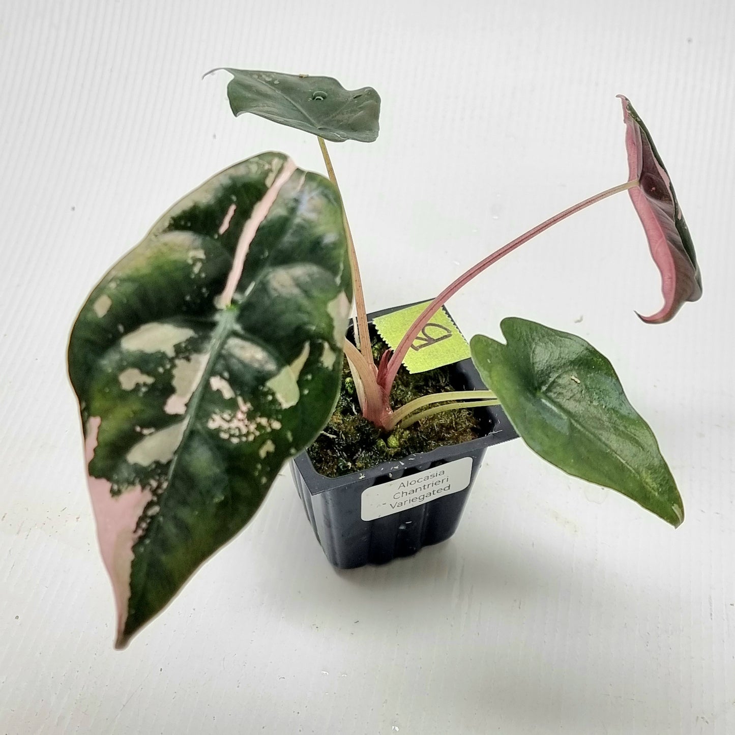 Alocasia Chantrieri Pink Variegated
