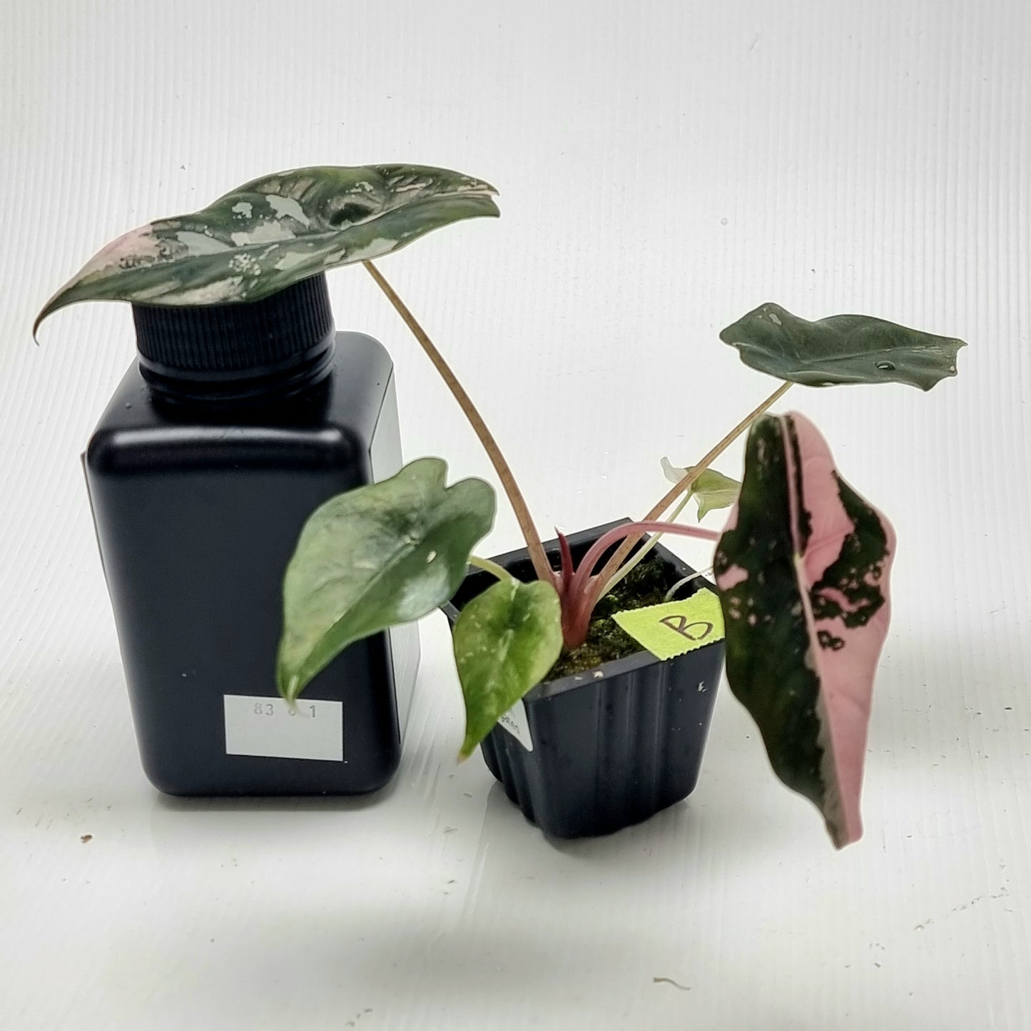 Alocasia Chantrieri Pink Variegated