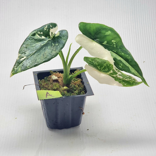 Alocasia Simpo Albo Variegated