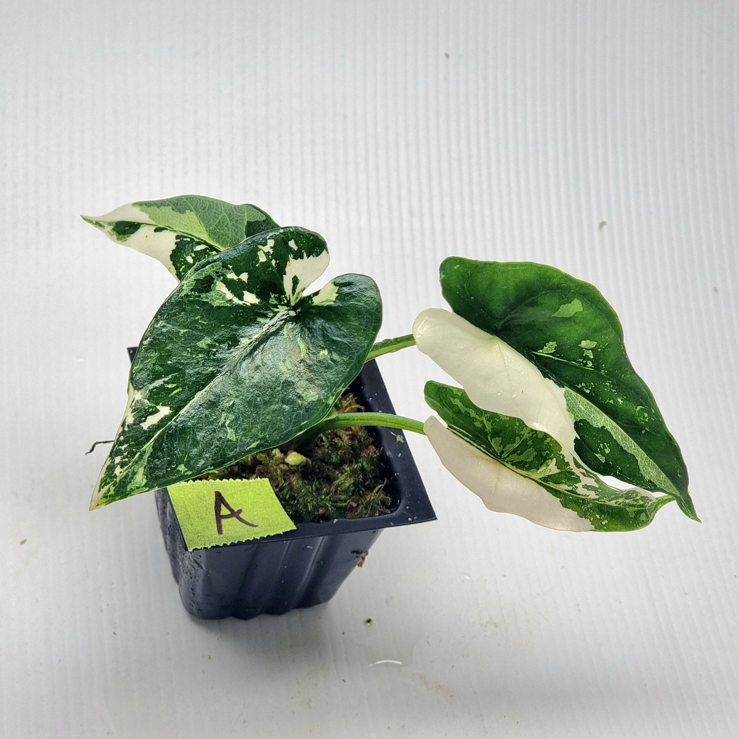 Alocasia Simpo Albo Variegated