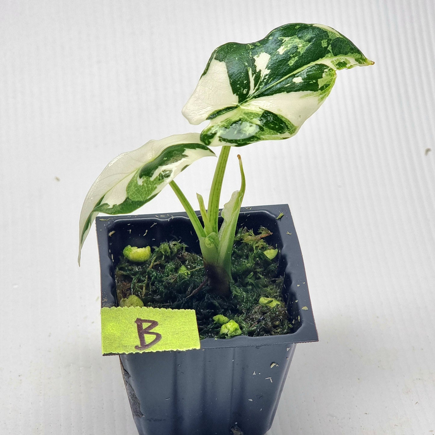 Alocasia Simpo Albo Variegated