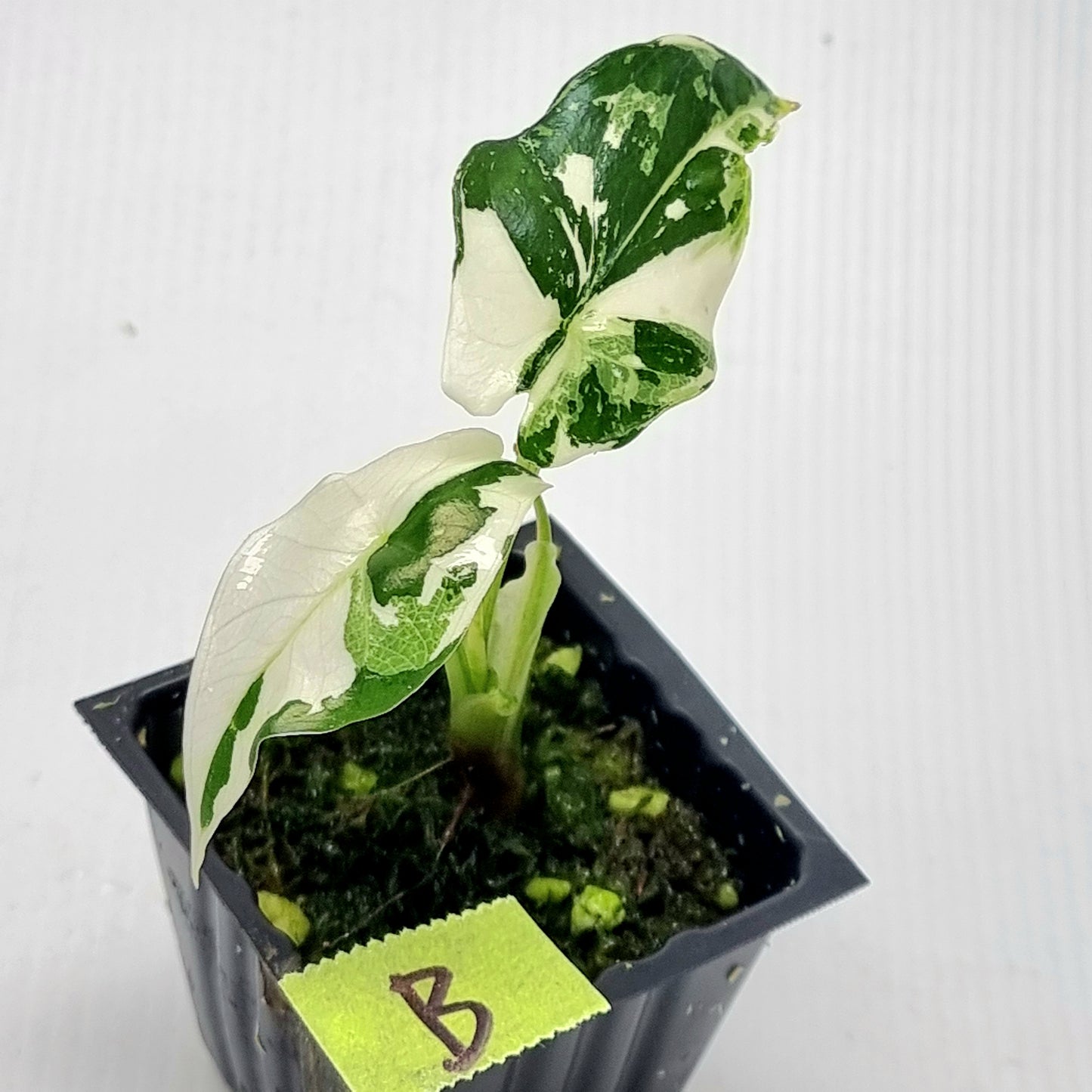Alocasia Simpo Albo Variegated