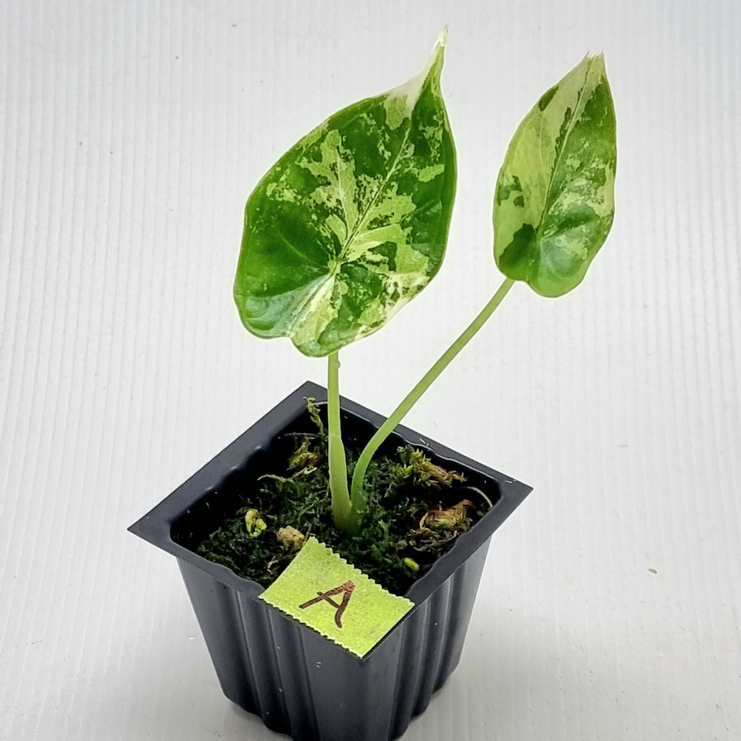 Alocasia Dragon Scale Variegated