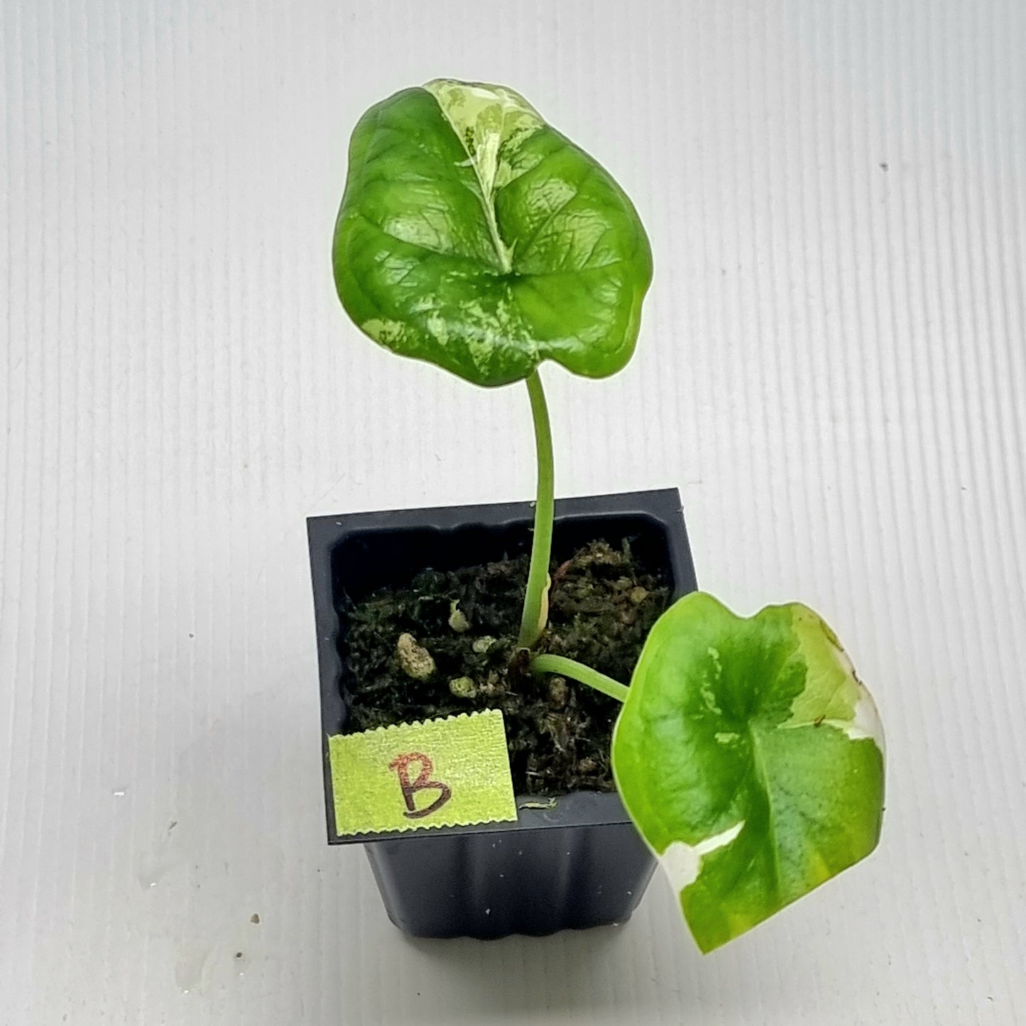 Alocasia Dragon Scale Variegated