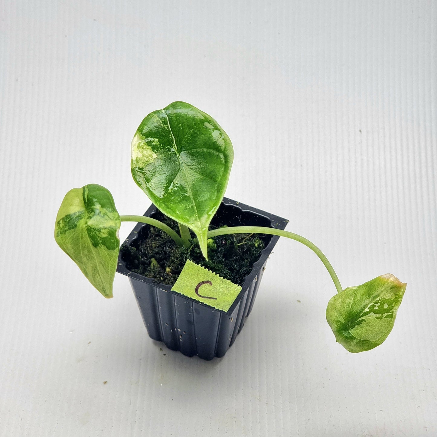 Alocasia Dragon Scale Variegated