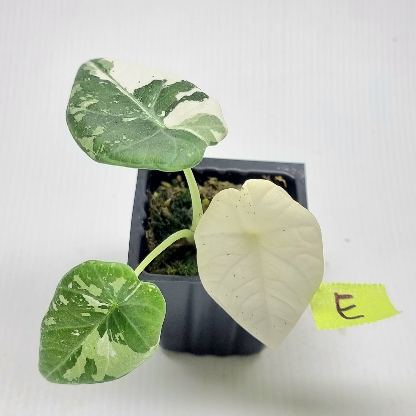Alocasia Maharani Albo Variegated